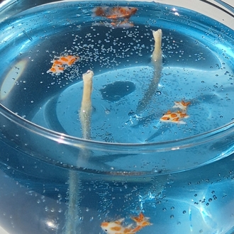 Aquarium