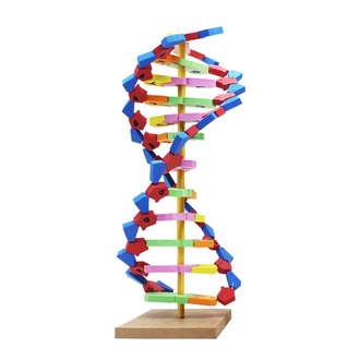 EVA DNA MODELİ SETİ