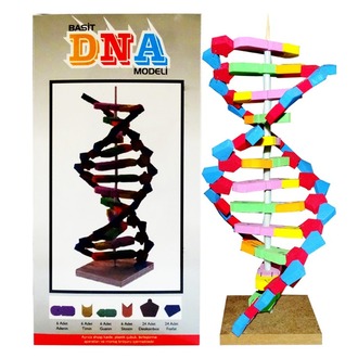 EVA DNA MODELİ SETİ