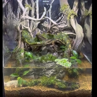 Crab paludarium