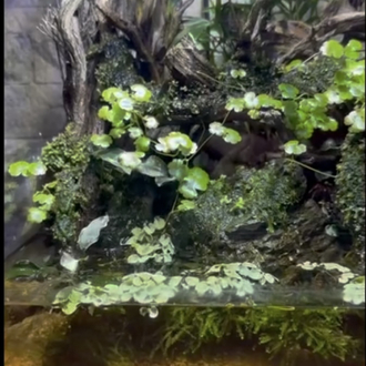 Crab paludarium