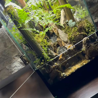 Orman temalı,şelale paludarium