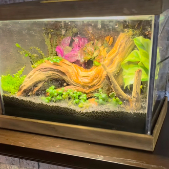 Rainfall(yağmur yağan) ahşap stantlı terarium