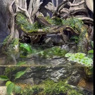 Crab paludarium