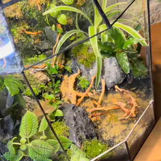 Premium paludarium