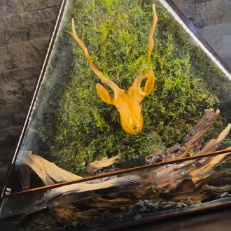 Deer Table