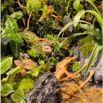 Premium paludarium