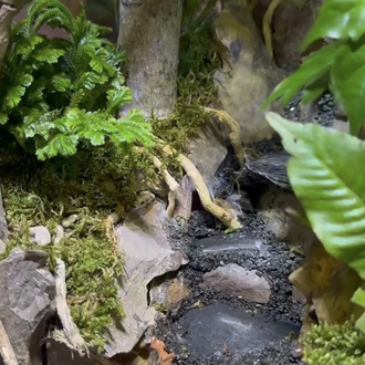 Orman temalı paludarium