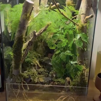 Orman temalı paludarium