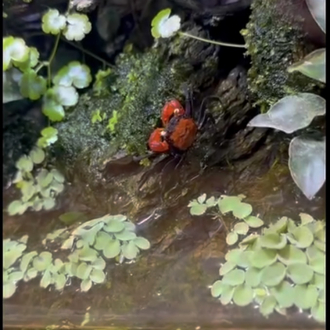 Crab paludarium