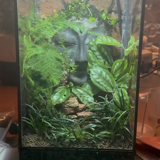 Rainfall (Yağmur yağan) doğa paludarium