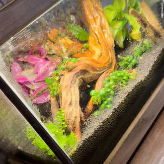 Rainfall(yağmur yağan) ahşap stantlı terarium