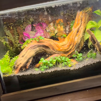 Rainfall(yağmur yağan) ahşap stantlı terarium