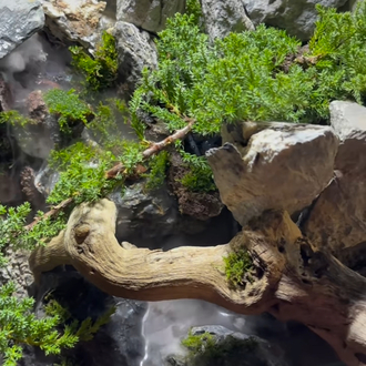 Ardıç temalı şelale paludarium