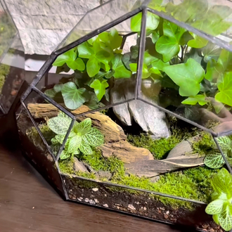 Geometrik teraryum yeşilin tonları