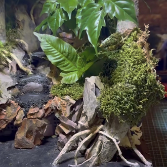 Orman temalı paludarium