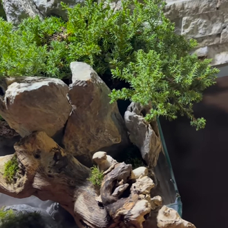 Ardıç temalı şelale paludarium