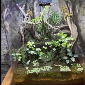 Crab paludarium