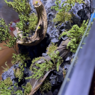 1mt Orman temalı paludarium