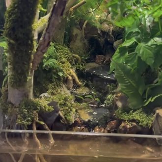 Orman temalı paludarium