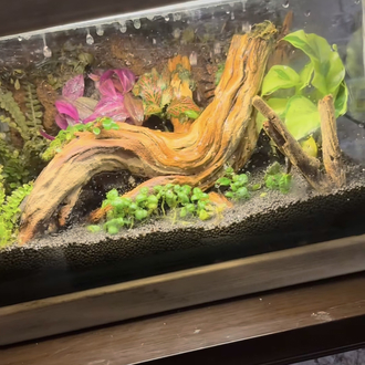 Rainfall(yağmur yağan) ahşap stantlı terarium