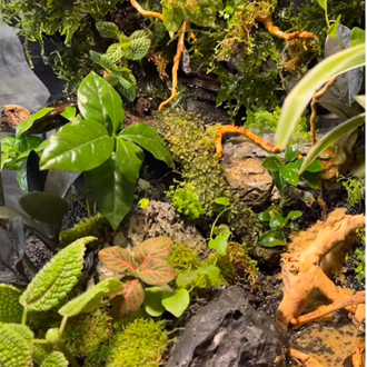 Premium paludarium