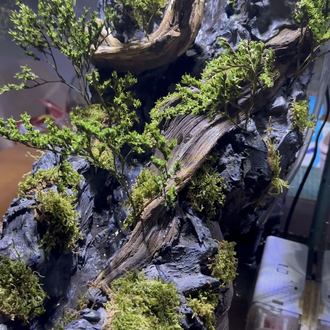 1mt Orman temalı paludarium