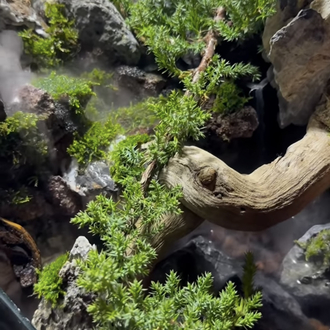 Ardıç temalı şelale paludarium