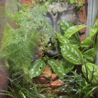 Rainfall (Yağmur yağan) doğa paludarium