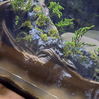 1mt Orman temalı paludarium