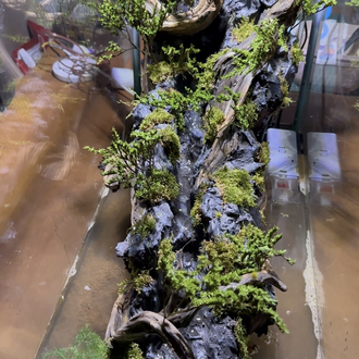 1mt Orman temalı paludarium