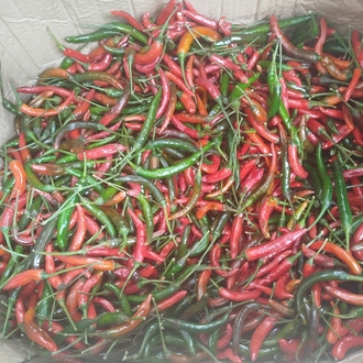 spicy chili pepper