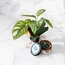 Monstera&Monstera