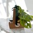 Monstera&Monstera