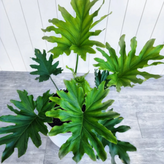 5 Adet Sarmaşık Deve Tabanı (Philodendron Selloum) Tohumu