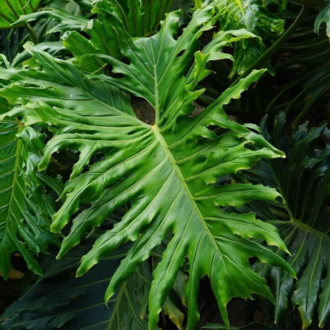 5 Adet Sarmaşık Deve Tabanı (Philodendron Selloum) Tohumu