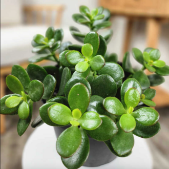 10 Adet Jade (Yeşim) Bitkisi Tohumu