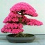 10 Adet Japon Sakura Bonsai Ağacı Tohumu