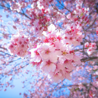 10 Adet Pembe Cherry Blossom Ağacı Tohumu