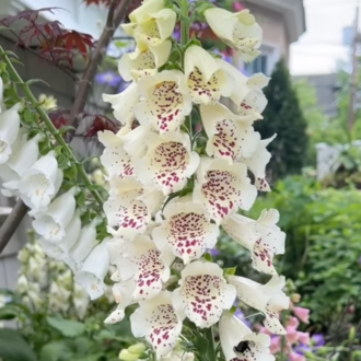 25 Adet Foxglove Çiçeği Tohumu