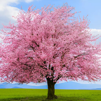 10 Adet Pembe Cherry Blossom Ağacı Tohumu