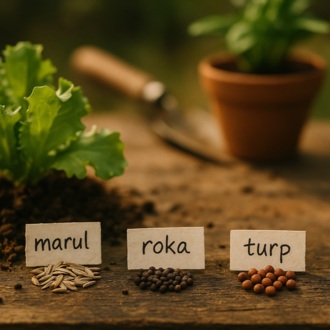 Tohum Ekim Başlangıç Seti (Marul,Roka,Turp) 500+ Tohum
