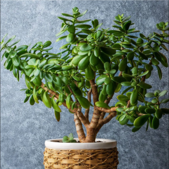 10 Adet Jade (Yeşim) Bitkisi Tohumu