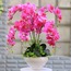 20 Adet Pembe Simbidyum Orkide Tohumu