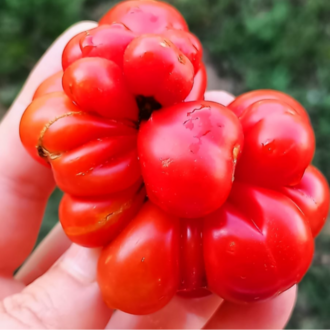 10+ Adet Yolcu Domatesi Tohumu- Atalık Tür