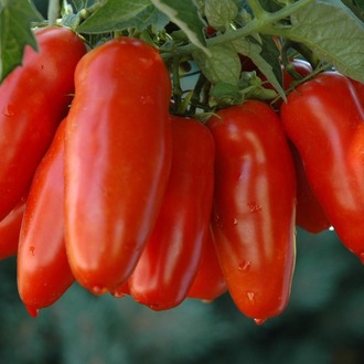 10+ Adet San Marzano Sosluk İtalyan Domatesi Tohumu- Sırık Tipi