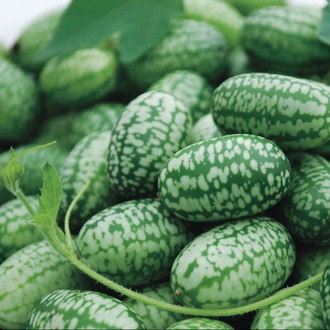 10+ Adet Meksika Mini Ekşi Salatalık Tohumu
