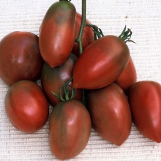 10+ Adet Geleneksel Mor Rus Domates  Domatesi Tohumu- Purple Russian Tomato