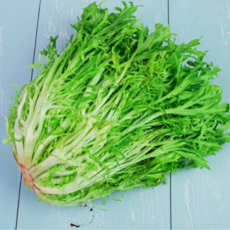 100+ Adet Kıvırcık Yapraklı Hindiba- Endiv- Kıvırcık Frenk Salatası Tohumu