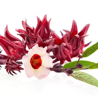 10+ Adet Roselle Hibiscus- Kerkede Şifalı Bitki Tohumu